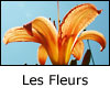 Les Fleurs.