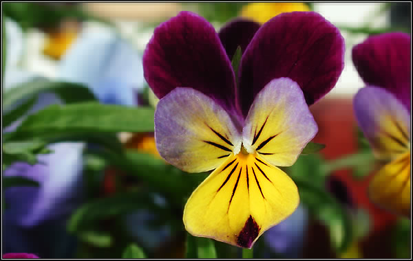 Flowers, Nantucket.